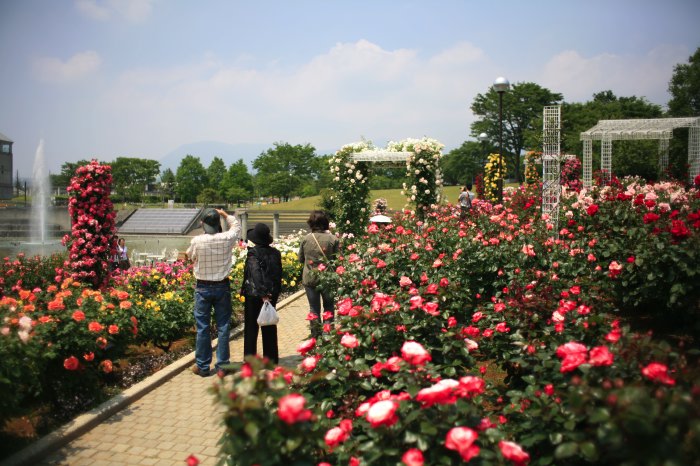 6月2日撮影　バラ園